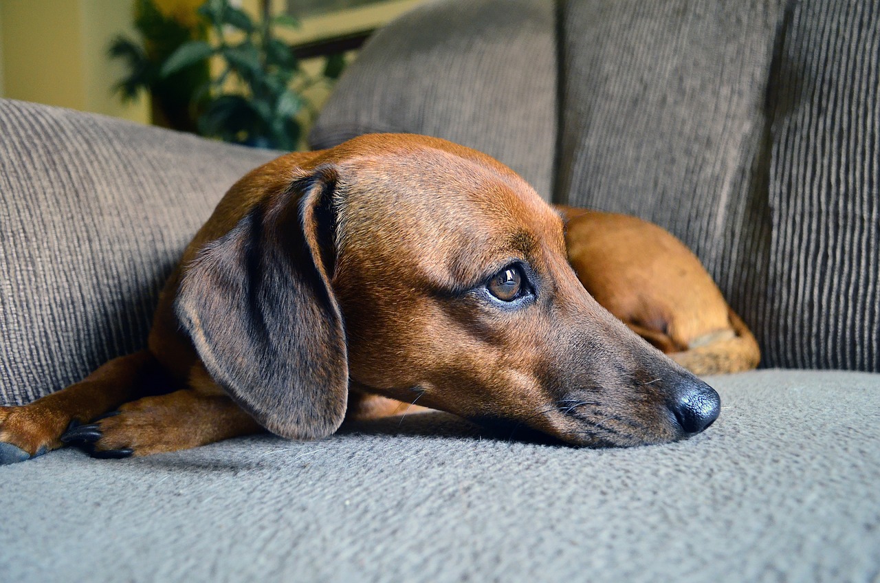 Understanding the Playful Nature of Dachshunds